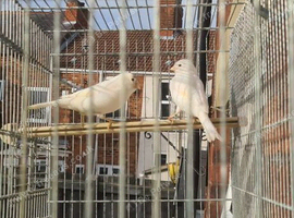 Harlequin white canary pair