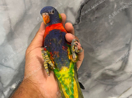 Handreared Lovely Rainbow Lorikeet Parrot,6