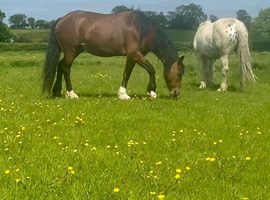 Welsh x Hackney mare