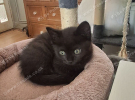 9 week old Female Black tabby