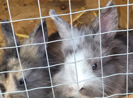 Dwarf lop babys