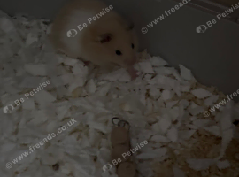 Female hamster and more
