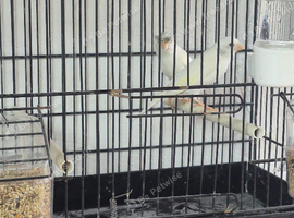 Pair of Irish fancy canaries looking for new home