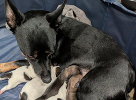 Puppies for sale