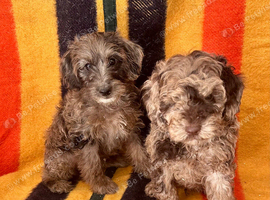 Adorable Jackapoo Pups Ready Now