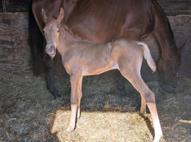 Palomino Filly Foal