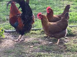 Welsummer hatching eggs &pound;3 each