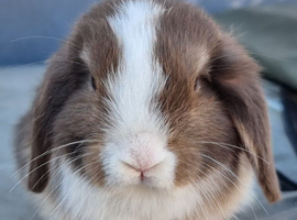 Mini lop buck born 08/06/2026. Ready now!