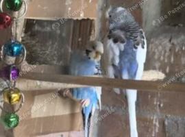 Blue and white budgies