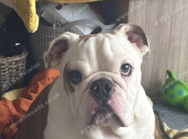 British bulldog