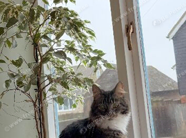Ottis 2 years for rehoming