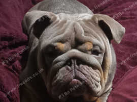 Beautifull bully for stud