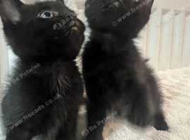 Beautiful kittens