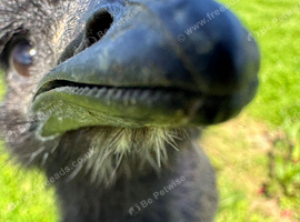 Emus Proven breeding pairs for sale