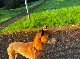 Saluki bull grey whippet