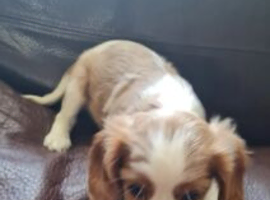 GORGEOUS CAVALIER KING CHARLES SPANIEL PUPPIES READY FOR NEW HOMES