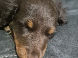 Miniture dashshund