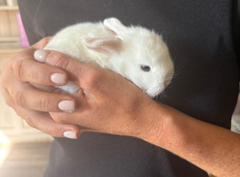Mini lop