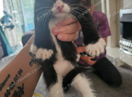 Tuxedo and black and white loving kittens