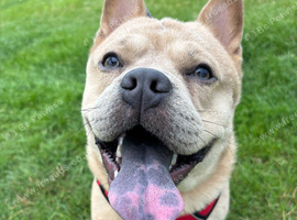 Meet Cairo - 16 month old Frow Frow