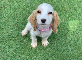 English cocker spaniels. Last girl.