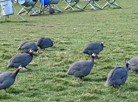 Guinea Fowl Eggs