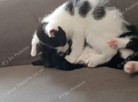 Black and white male kitten 15 weeks old female kitten white and black and white and black female kitten 15 weeks old