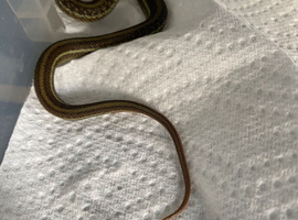 Amazing cb26 lake chapala garter snakes