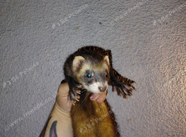 Ferrets for sale