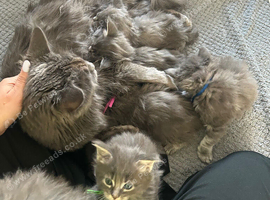 TICA full pedigree Maine coon Girls