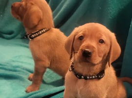 Beautiful Labrador Retriever Puppies &ndash; 4 Boys & 3 Girls &ndash; Ready for Collection 18th March 2026