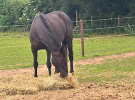 18year old broodmare