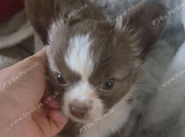 Meet "William" 7 week old male long coat chihuahua