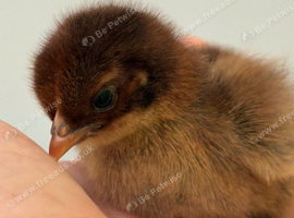 Milliefluer pekin day old chicks excellent parents bantams