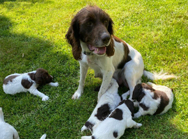 Springer Spaniel Puppies