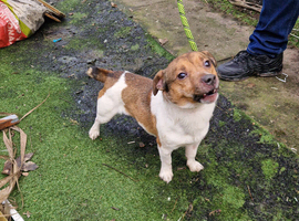 Jack russell stud