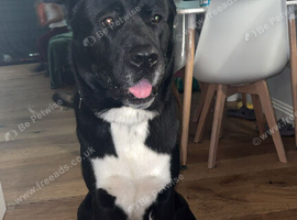 Akita