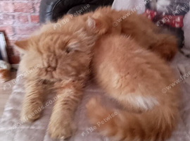 Gorgeous ginger female Persian kitten