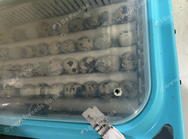 Jumbo quail eggs