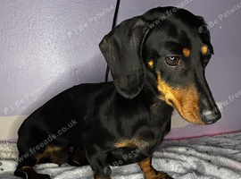 Stunning mini dachshund available
