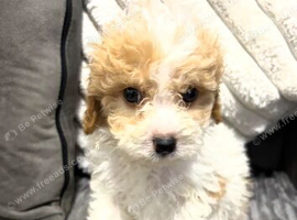 F1BB Cavapoos ready now 1 girl 3 boys