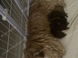 Imperial Shih Tzu