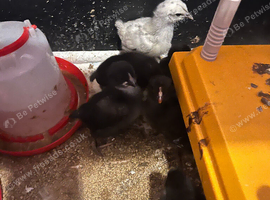 Backyard Chicks Mixed Breed.