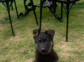 5 stunning German Shepherd puppies