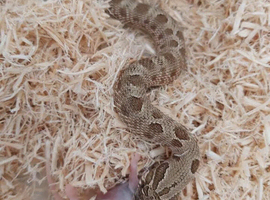 Adult male hognose with set up