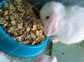 Blue Eyed White Mini Lops