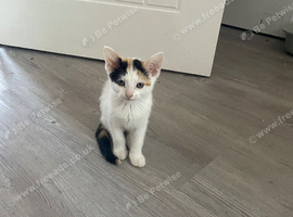 kitten for Sale