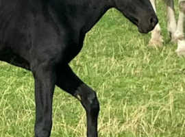 Sole use 5-6 acres grazing wanted