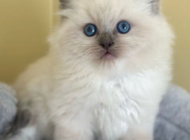 Pure ragdoll babies