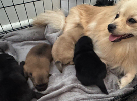 Beautiful Pomeranian pups